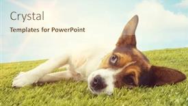  Presentation with russell - Presentation theme having jack-russell-terrier-lying-down background and a cream colored foreground