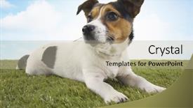  Presentation with russell - Colorful slides enhanced with jack russell terrier lying backdrop and a mint green colored foreground