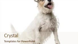  Presentation with russell - Amazing PPT theme having jack russell terrier on his backdrop and a  colored foreground