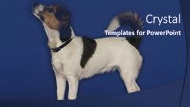  Presentation with russell - Slides with jack russell terrier over blue background background and a ocean colored foreground