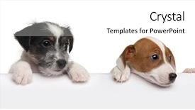  Presentation with russell - PPT layouts having jack russell terrier puppies 2 background and a cream colored foreground