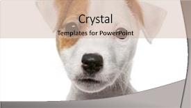  Presentation with russell - Audience pleasing PPT layouts consisting of jack russell terrier puppy 2 backdrop and a soft green colored foreground