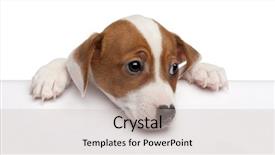  Presentation with russell - Presentation theme consisting of jack russell terrier puppy 2 background and a soft green colored foreground