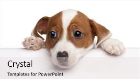  Presentation with russell - Presentation theme with jack russell terrier puppy 2 background and a lemonade colored foreground