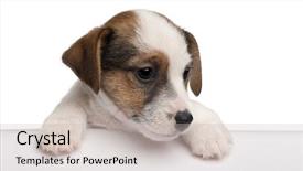  Presentation with russell - Amazing PPT theme having jack russell terrier puppy 2 backdrop and a soft green colored foreground