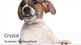  Presentation with russell - Slides consisting of jack russell terrier puppy 2 background and a white colored foreground