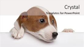  Presentation with old photographs black and white - Amazing presentation theme having jack russell terrier puppy 2 backdrop and a lemonade colored foreground