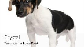  Presentation with russell - PPT layouts featuring jack russell terrier puppy 5 months old standing in front of white background background and a white colored foreground