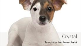  Presentation with russell - Amazing PPT layouts having kebab and other dishes for celebrating christmas backdrop and a coral colored foreground