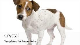  Presentation with russell - Presentation featuring jack russell terrier puppy 7 background and a white colored foreground