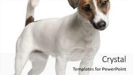  Presentation with russell - Presentation having jack russell terrier puppy 7 background and a white colored foreground