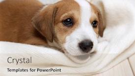  Presentation with russell - Beautiful presentation featuring jack russell terrier puppy lies on wood floor backdrop and a soft green colored foreground