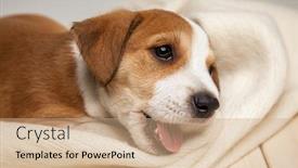  Presentation with russell - Colorful PPT theme enhanced with jack russell terrier puppy lies on wood floor backdrop and a coral colored foreground