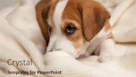  Presentation with russell - PPT theme featuring jack russell terrier puppy lies on wood floor background and a soft green colored foreground