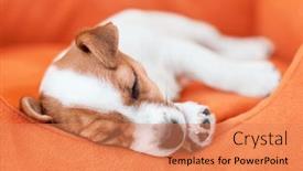  Presentation with russell - Slide deck having jack-russell-terrier-puppy-sleeps background and a coral colored foreground