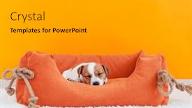  Presentation with russell - PPT theme with jack-russell-terrier-puppy-sleeps background and a light gray colored foreground