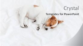  Presentation with russell - Slide deck featuring jack-russell-terrier-puppy-sleeps background and a sky blue colored foreground