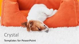  Presentation with russell - PPT theme consisting of jack-russell-terrier-puppy-sleeps background and a white colored foreground