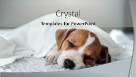  Presentation with white sheet - Slide set consisting of jack-russell-terrier-puppy-sleeps background and a light gray colored foreground