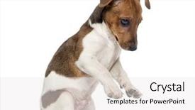  Presentation with russell - Colorful presentation theme enhanced with jack russell terrier puppy on hind legs 3 months old backdrop and a white colored foreground
