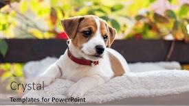  Presentation with fall season - Presentation design consisting of jack-russell-terrier-puppy background and a soft green colored foreground