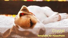  Presentation with russell - Slide deck having jack-russell-terrier-puppy and a coral colored foreground