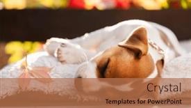  Presentation with russell - Theme enhanced with jack-russell-terrier-puppy and a coral colored foreground