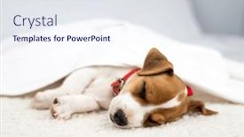  Presentation with red carpet - PPT theme having jack-russell-terrier-puppy and a sky blue colored foreground