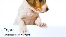  Presentation with russell - Slide set consisting of jack-russell-terrier-puppy background and a cool aqua colored foreground