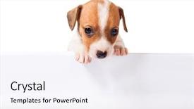 Presentation with russell - Slide deck having jack-russell-terrier-puppy background and a sky blue colored foreground