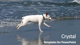  Presentation with russell - PPT theme with jack russell terrier runs jumps background and a ocean colored foreground