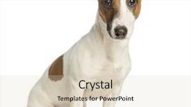  Presentation with what is thing used in looking for far object - Amazing presentation theme having jack russell terrier sitting backdrop and a lemonade colored foreground