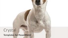  Presentation with russell - Beautiful PPT theme featuring jack russell terrier standing up isolated on white backdrop and a mint green colored foreground