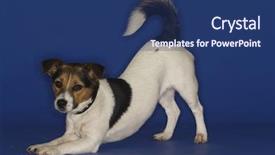  Presentation with russell - PPT theme having jack russell terrier stretching over blue background background and a ocean colored foreground