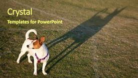  Presentation with russell - PPT theme having jack russell terrier in the park some afternoon background and a tawny brown colored foreground
