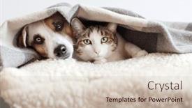  Presentation with peaceful - PPT theme with jack-russell-the-dog background and a  colored foreground