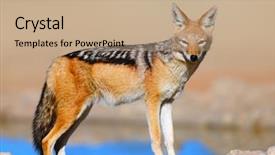  Presentation with kalahari - PPT theme with jackal - canis mesomelas - kalahari desert background and a coral colored foreground