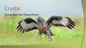  Presentation with south africa - Presentation theme enhanced with jackal-buzzard-buteo-rufofuscus background and a  colored foreground