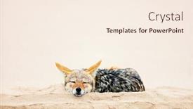  Presentation with sleeping - Beautiful theme featuring jackal-sleeping-on-sand backdrop and a cream colored foreground