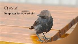  Presentation with jackdaw - Audience pleasing slide set consisting of jackdaw-standing-on-a-table backdrop and a soft green colored foreground