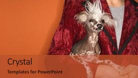  Presentation with chinese chinese - Beautiful slides featuring jacket and holding chinese crested backdrop and a red colored foreground