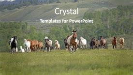  Presentation with horse - PPT theme consisting of horse herd on the move background and a gray colored foreground
