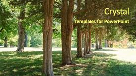  Presentation with rubber tree in row - Audience pleasing slides consisting of nashville - row of plantation trees backdrop and a tawny brown colored foreground