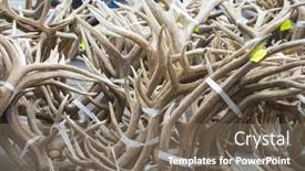  Presentation with boy scouts - 