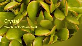  Presentation with succulent - Slides having jade - closeup of a succulent plant background and a tawny brown colored foreground