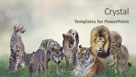  Presentation with animals - Slide set consisting of bobcat - group of wild animals background and a lemonade colored foreground