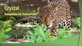  Presentation with wildlife - Beautiful presentation design featuring jaguars - jaguar in wildlife park backdrop and a tawny brown colored foreground