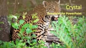  Presentation with mexico - Amazing PPT theme having jaguars - jaguar in wildlife park backdrop and a tawny brown colored foreground