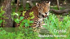  Presentation with wildlife - PPT theme consisting of jaguar in wildlife park of yucatan in mexico background and a seafoam green colored foreground