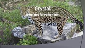  Presentation with rock - PPT theme enhanced with jaguar on rock background and a violet colored foreground